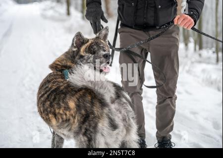 Akita inu mit grauem Fell ist glücklich, im Winter mit Schnee durch den Wald zu wandern, männlicher Meister steht neben dem Hund Stockfoto