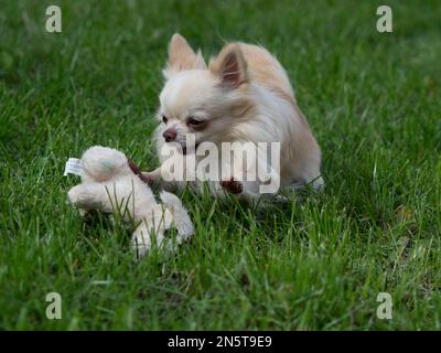 Ein Hund, der mit einem Spielzeughund im grünen Gras spielt. Stockfoto
