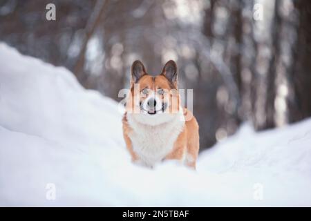 Süßer lächelnder Hund Corgi pembroke steht in einem verschneiten Park Stockfoto