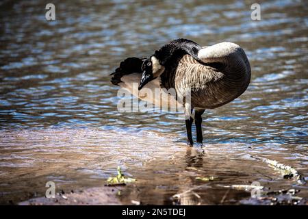 Kanadische Gans, die an einem Frühlingstag in St.... im Sand am Ufer des Jerusalem-Teiches stand Croix Falls, Wisconsin, USA. Stockfoto