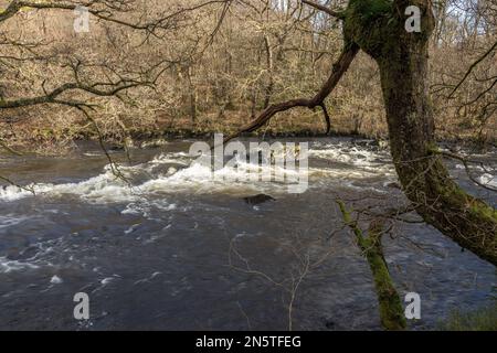 Die Fälle von Leny am Fluss Leny. (Auch bekannt als Garbh uisge) vom Rob Roy Way am Pass of Leny, Loch Lomond und dem Trossachs National Park, Schottland Stockfoto