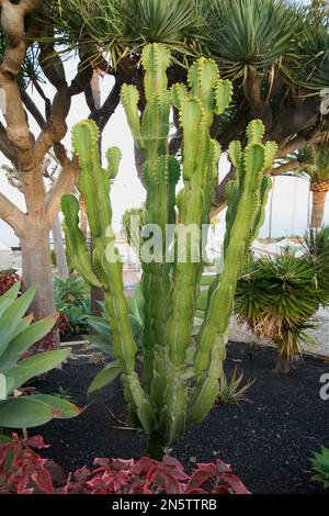 Der Kaktus Euphorbia ingens in einem privaten Garten auf Lanzarote, umgeben von anderen Pflanzen. Stockfoto