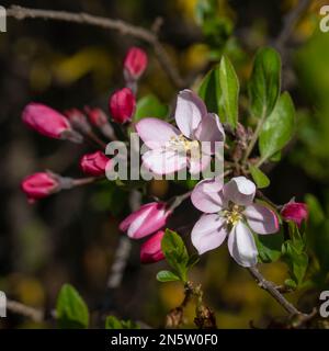 Selektiver Fokus auf wunderschöne Zweige rosafarbener Kirschblüten auf dem Baum, wunderschöne Sakura Blumen während der Frühlingssaison im Park, Flora Muster Stockfoto