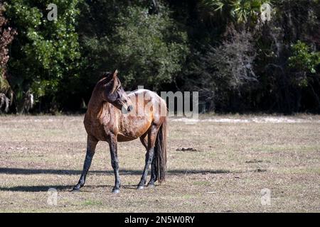 Standorte auf Cumberland Island in Georgia Stockfoto