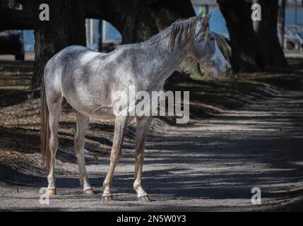 Standorte auf Cumberland Island in Georgia Stockfoto