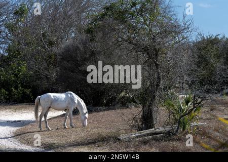 Standorte auf Cumberland Island in Georgia Stockfoto