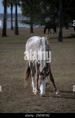 Standorte auf Cumberland Island in Georgia Stockfoto