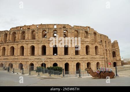 Kamel am Touristenziel El Jem in Tunesien Stockfoto