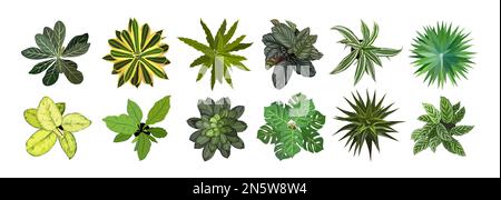 Set aus verschiedenen Hauspflanzen, Draufsicht. Vektorabbildungen isoliert. Stock Vektor
