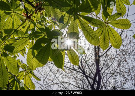 Ein Sonnenstrahl, der durch kastaniengrüne Blätter scheint Stockfoto