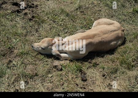 Kühe und Kälber, Cuneo (Italien) Stockfoto