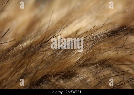Künstliches braunes Haar der Winterjacke Nahaufnahme des Hintergrunds Fotografie hohe Qualität großformatige Ausdrucke Stockfoto