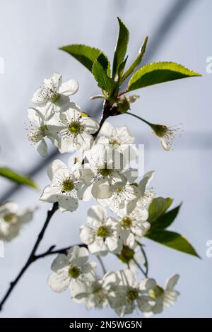 Selektiver Fokus auf wunderschöne Zweige weißer Blüten auf dem Baum, wunderschöne Blumen während der Frühlingssaison im Park, Flora Muster Textur Stockfoto