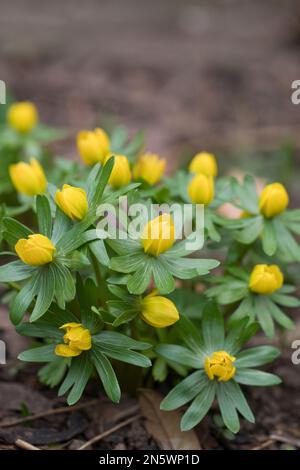Winter Aconites Eranthis hyemalis in Blüten in einem Garten im Februar, North Yorkshire, England, Großbritannien Stockfoto