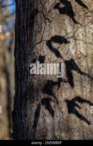 American Beech, Fagus grandifolia, Blattschatten auf einer Northern Red Oak, Deerfield Nature Park, Zentrum von Michigan, USA Stockfoto