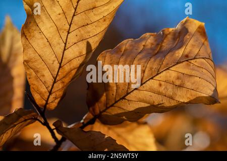 American Beech, Fagus grandifolia, Blätter bleiben den ganzen Winter über auf den unteren Teilen des Baumes, um die Knospen vor Hirschwanderungen zu schützen, Deerfield Nature Park, zentral Stockfoto