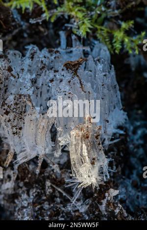 Nadeleis, das sich bei Bodentemperatur bildet. Über 0 °C und Lufttemperatur liegt. Liegt unter 0 °C, Deerfield Nature Park, Zentrum von Michigan, USA Stockfoto