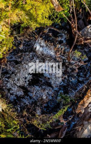 Nadeleis, das sich bei Bodentemperatur bildet. Über 0 °C und Lufttemperatur liegt. Liegt unter 0 °C, Deerfield Nature Park, Zentrum von Michigan, USA Stockfoto