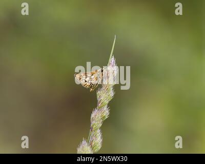 Der gekachelte Skipper ruht auf einem Grasstiel Stockfoto