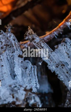 Nadeleis, das sich bei Bodentemperatur bildet. Über 0 °C und Lufttemperatur liegt. Liegt unter 0 °C, Deerfield Nature Park, Zentrum von Michigan, USA Stockfoto