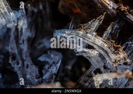 Nadeleis, das sich bei Bodentemperatur bildet. Über 0 °C und Lufttemperatur liegt. Liegt unter 0 °C, Deerfield Nature Park, Zentrum von Michigan, USA Stockfoto