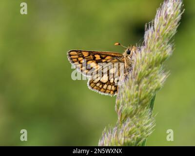 Der gekachelte Skipper ruht auf einem Grasstiel Stockfoto