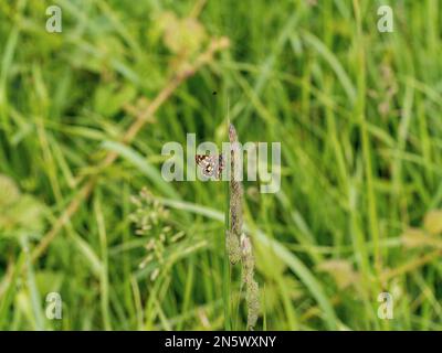 Der gekachelte Skipper ruht auf einem Grasstiel Stockfoto