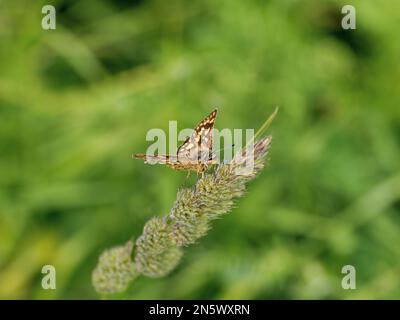 Der gekachelte Skipper ruht auf einem Grasstiel Stockfoto