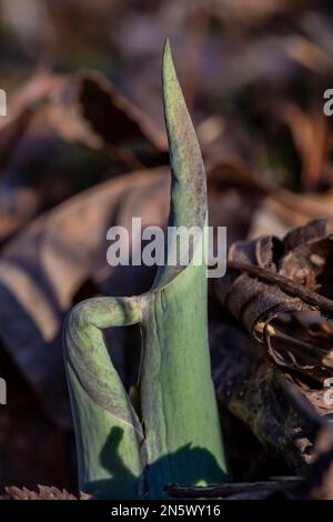 Skunk Cabbage, Symplocarpus foetidus, Blätter im Januar im Deerfield Nature Park im Zentrum von Michigan, USA Stockfoto