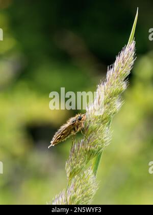 Der gekachelte Skipper ruht auf einem Grasstiel Stockfoto