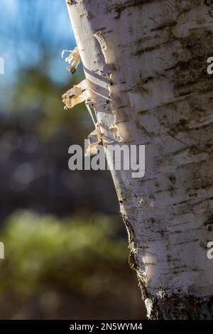 Paper Birch, Betula papyrifera, Rinde im Deerfield Nature Park, im Zentrum von Michigan, USA Stockfoto