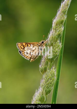 Der gekachelte Skipper ruht auf einem Grasstiel Stockfoto