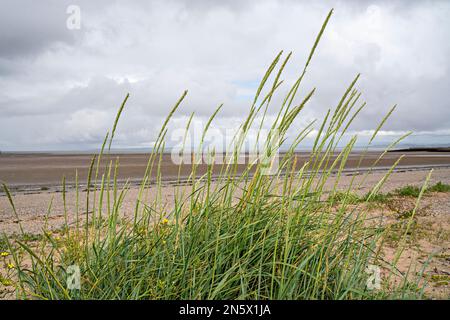 Gras am Strand in NW England Stockfoto