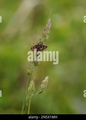 Der gekachelte Skipper ruht auf einem Grasstiel Stockfoto