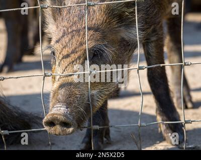 Wildschwein im Bolton Castle Stockfoto