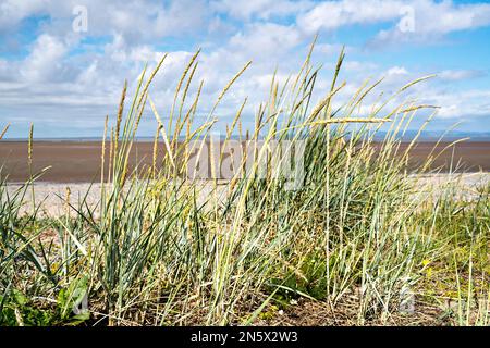 Gras am Strand in NW England Stockfoto