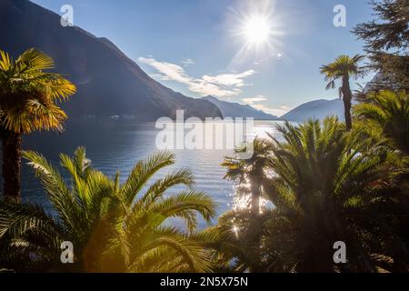 Fantastischer Helenium Park am Ufer des Luganer Sees in den Vororten. Sonnig im Winter. Blick vom Olivenpfad zu den Vororten von Lugano. Handfläche Stockfoto