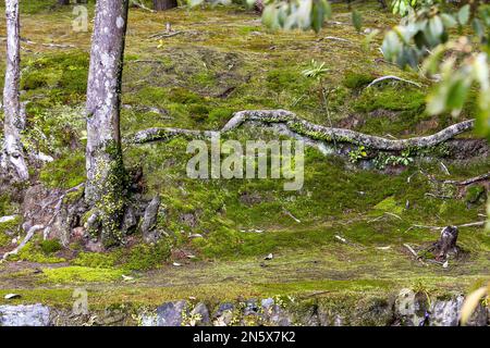 Platz mit Moos- und кекуу-Wurzeln neben dem Kokedera-Moosgarten ( Tempel Saihoji) in Kyoto. Das Moos-Museum (Garten) ist ein Wahrzeichen von Kyoto mehr als уруку Stockfoto