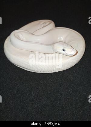 Ein blauäugiger leuzistischer Ball Python Stockfoto