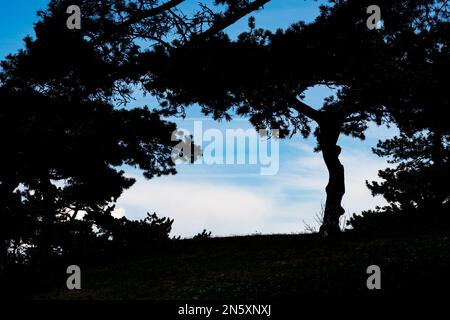 Baumsilhouetten im fallenden Dämmerlicht Stockfoto