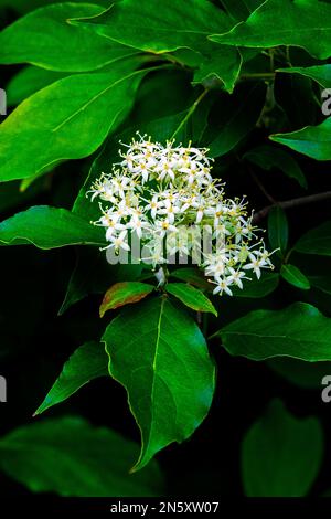 GRA y Dogwood oder Red-Panicle Dodgwood eine im Südosten Kanadas und im Nordosten der USA heimische Strauchpflanze. Stockfoto