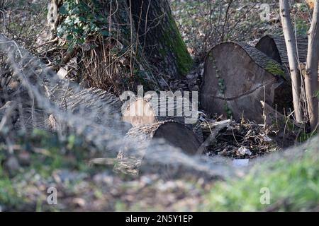 Harefield, Großbritannien. 9. Februar 2023 Bäume wurden HS2 gefällt. HS2 Hochgeschwindigkeitszug 2 Bau der Piers des Colne Valley Viaduct über den Broadwater Lake im Londoner Stadtteil Hillingdon. Der See ist ein Wildlife Trusts Site of Special Scientfic of Interest, wo bis HS2 Hunderte von Bäumen gefällt wurden. Die Wildlife Trusts haben berichtet, dass die Metrik HS2 für ihre Konstruktion ohne Nettoverluste für die Natur „grundsätzlich fehlerhaft“ ist und dass HS2 Teiche, Hecken und Bäume auf ihren Karten ausgelassen haben. Die Wildlife Trusts haben gefordert, dass alle HS2 Bauarbeiten eingestellt werden und dass HS2 'zurückgezahlt werden müssen Stockfoto