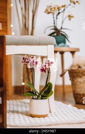 In Weiß und Beige gehaltenes gemütliches Zimmer mit lila Orchideen. Pampas Gras, Bouquets, gemütlich und weich Stockfoto