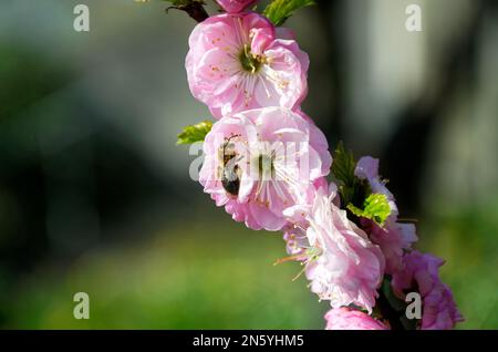 Die Biene im Frühling sammelt Nektar von der Blume Stockfoto