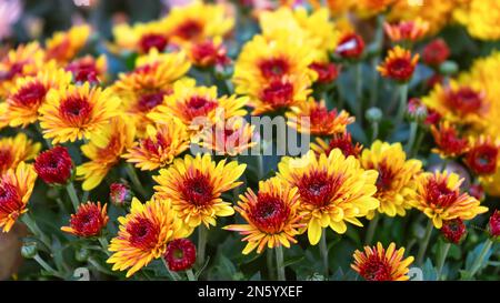 Frische, helle, zweifarbige, blühende, gelb-rote Chrysanthemen im Herbstgarten draußen an sonnigen Tagen. Blumenhintergrund für Grußkarte, Tapete, Stockfoto