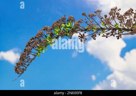 Frühjahrsweißer Zweig mit alten trockenen Blüten und neuen Keimlingen. Spiraea. Kontrast von frischem grünem Wachstum und verwelkten Früchten am blauen Himmel. Stockfoto