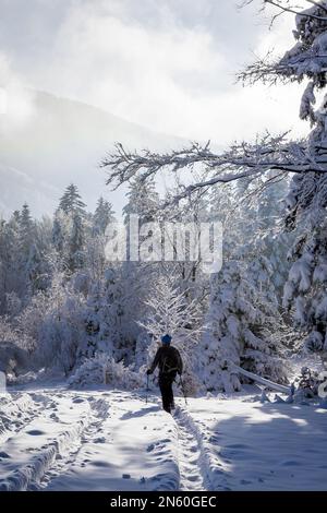 Mann mit Rucksack und Wanderstöcken im verschneiten Nadelwald auf der Hala Slowianka in den Beskid Mountains im Winter in Polen. Stockfoto