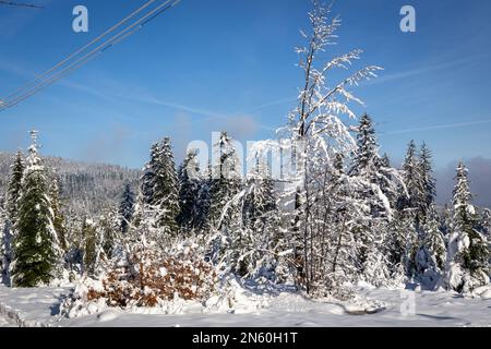 Gemischter Wald mit frischem, schwerem Schnee im Winter, Hala Slowianka Gipfel, Beskid Berge, Wegierska Gorka, Polen. Stockfoto