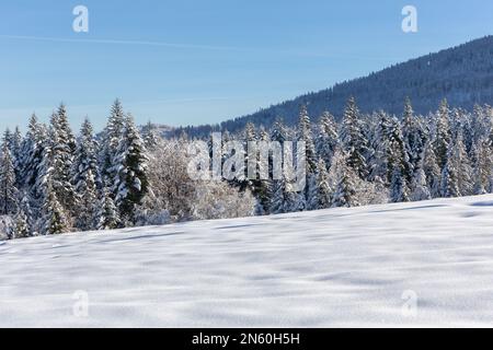 Winterlandschaft der Beskiden in Polen, Nadelwälder mit Fichten und Tannen bedeckt mit frischem weißem Schnee, Berge im Hintergrund Stockfoto