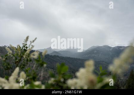 Blick durch Blooming Flowers in Richtung der Berge des Kings Canyon, die im Sommer von Einem Gewitter blockiert werden Stockfoto